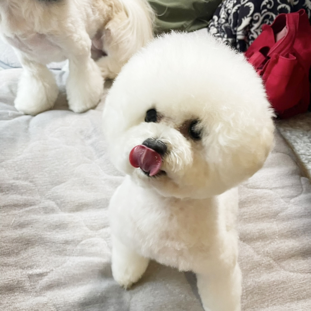 卒業犬アネラちゃんの近況♪